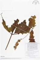 登錄號:BS01595藏品圖，第1張