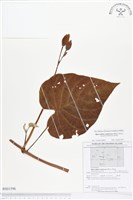 登錄號:BS01596藏品圖，第1張