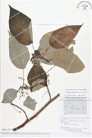 銀背落尾麻藏品圖，第1張