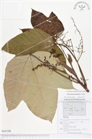 登錄號:BS01598藏品圖，第1張