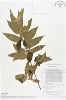 西印度櫻桃藏品圖，第1張