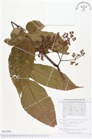 登錄號:BS01600藏品圖，第1張