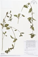 登錄號:BS01601藏品圖，第1張