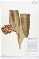 紅花月桃藏品圖，第1張