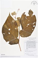 登錄號:BS01604藏品圖，第1張