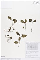 登錄號:BS01605藏品圖，第1張