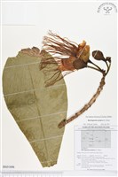 棋盤腳樹藏品圖，第1張