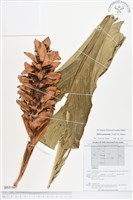 紅花月桃藏品圖，第1張