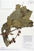 登錄號:BS01608藏品圖，第1張