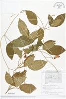 登錄號:BS01609藏品圖，第1張