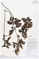 牙買加長穗木藏品圖，第1張