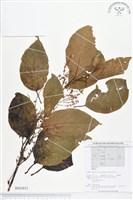 登錄號:BS01611藏品圖，第1張