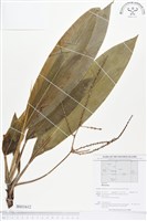 登錄號:BS01612藏品圖，第1張