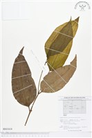 登錄號:BS01614藏品圖，第1張