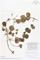 登錄號:BS01618藏品圖，第1張