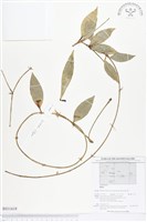 登錄號:BS01619藏品圖，第1張