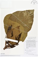 登錄號:BS01620藏品圖，第1張