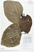 登錄號:BS01621藏品圖，第1張