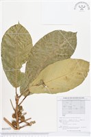 登錄號:BS01622藏品圖，第1張