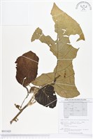 登錄號:BS01623藏品圖，第1張