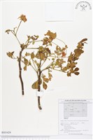 登錄號:BS01624藏品圖，第1張