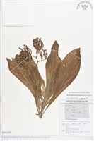 白水木藏品圖，第1張