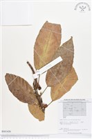 登錄號:BS01626藏品圖，第1張