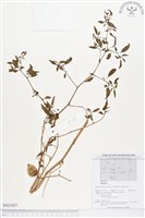 登錄號:BS01627藏品圖，第1張