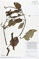 登錄號:BS01628藏品圖，第1張