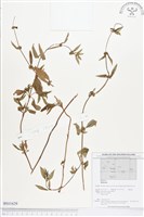 登錄號:BS01629藏品圖，第1張