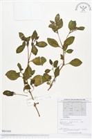 登錄號:BS01630藏品圖，第1張