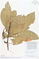 登錄號:BS01633藏品圖，第1張