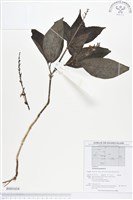 赤道櫻草藏品圖，第1張