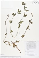 登錄號:BS01635藏品圖，第1張