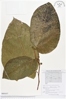 登錄號:BS01637藏品圖，第1張