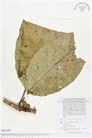 登錄號:BS01638藏品圖，第1張