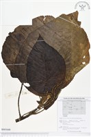 登錄號:BS01640藏品圖，第1張