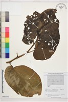 登錄號:BS01643藏品圖，第1張