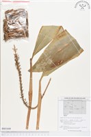 登錄號:BS01644藏品圖，第1張