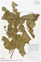 登錄號:BS01645藏品圖，第1張