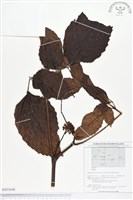 登錄號:BS01646藏品圖，第1張