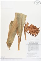 紅花月桃藏品圖，第1張