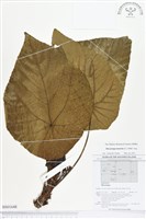 血桐藏品圖，第1張