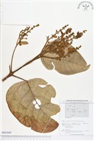 登錄號:BS01649藏品圖，第1張