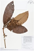 登錄號:BS01652藏品圖，第1張