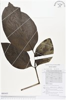 檄樹、諾麗果藏品圖，第1張