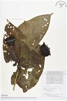 登錄號:BS01654藏品圖，第1張