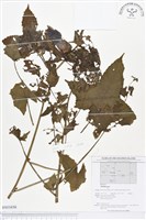 登錄號:BS01656藏品圖，第1張