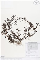 登錄號:BS01657藏品圖，第1張