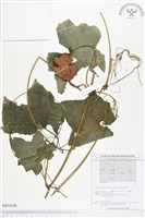 登錄號:BS01658藏品圖，第1張